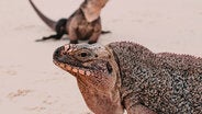 iguanas on beach